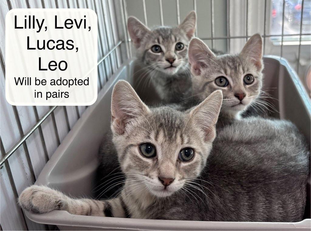 Luke and Levi, an adopted Domestic Short Hair in Ellicott City, MD image 3/5