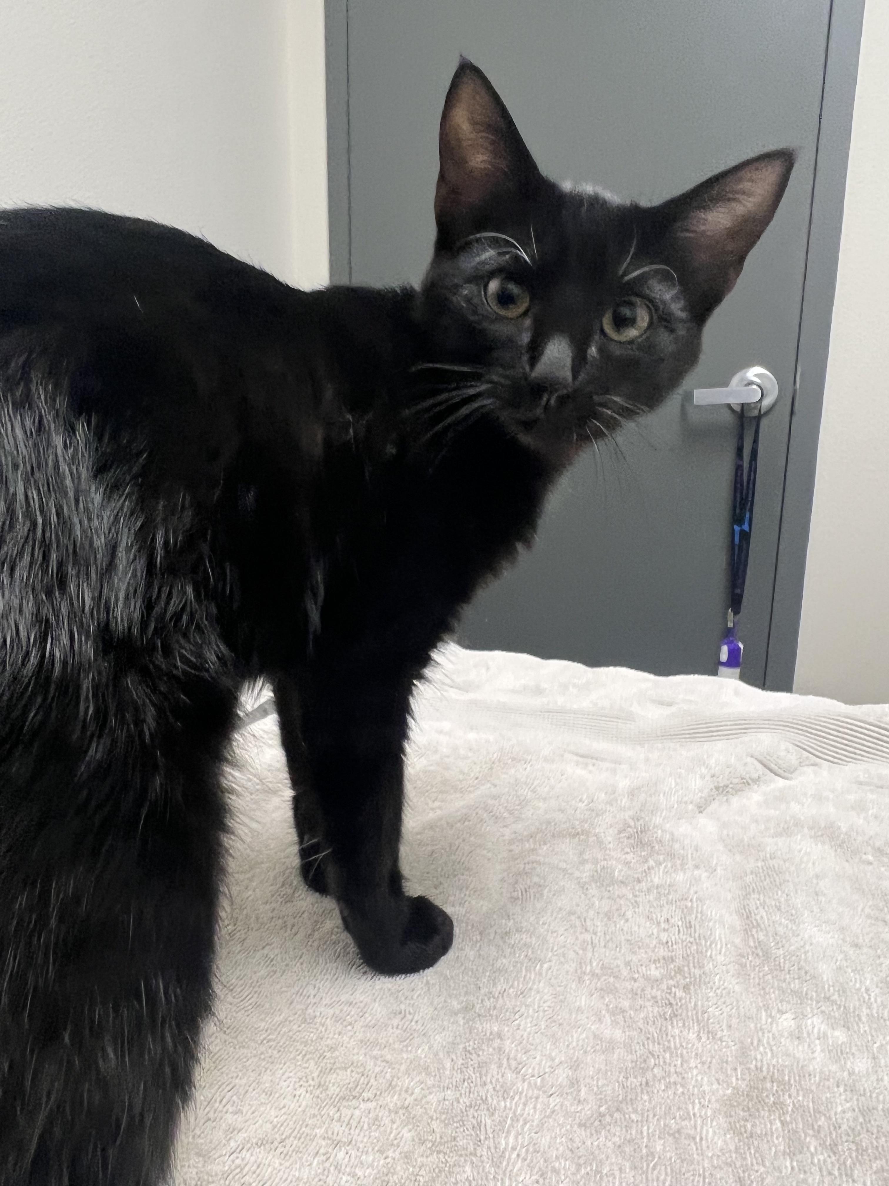 Enlarge Tater, a Adoptable mixed breed in Chico, CA image 1/1