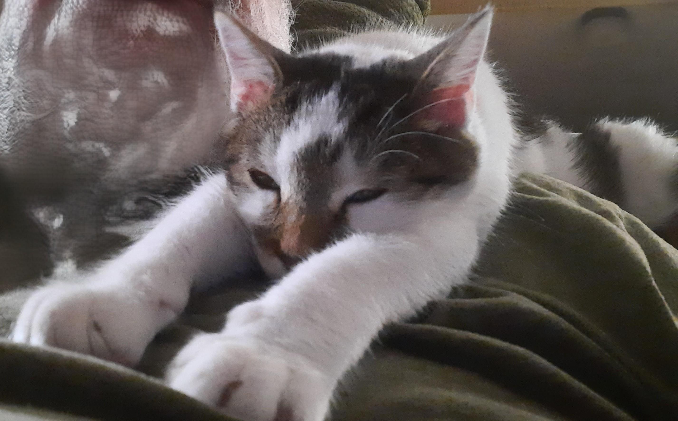 Enlarge Gwenny the Spunky Little Explorer, a ADOPTABLE Tuxedo in Prescott, AZ image 2/5