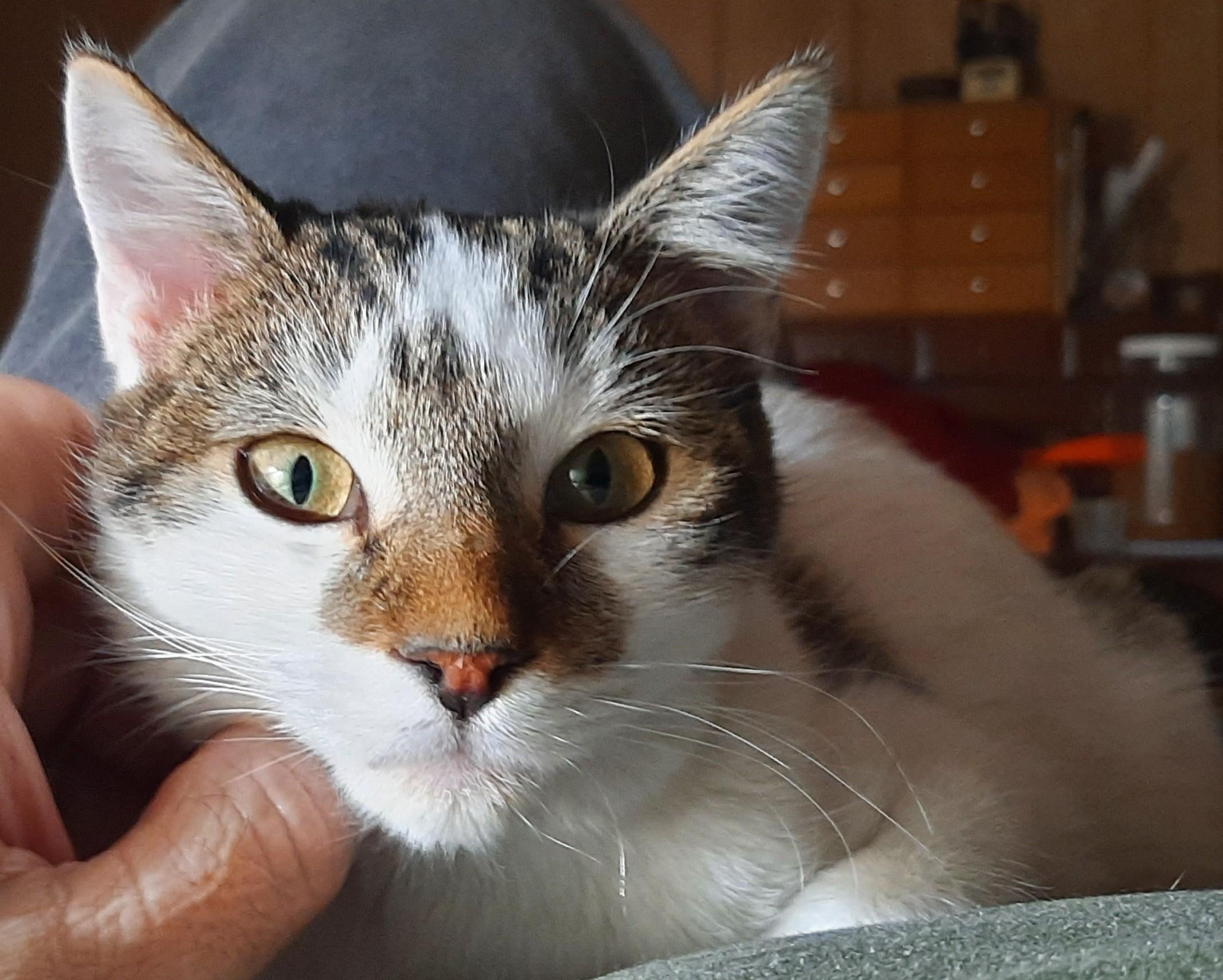 Enlarge Gwenny the Spunky Little Explorer, a ADOPTABLE Tuxedo in Prescott, AZ image 4/5