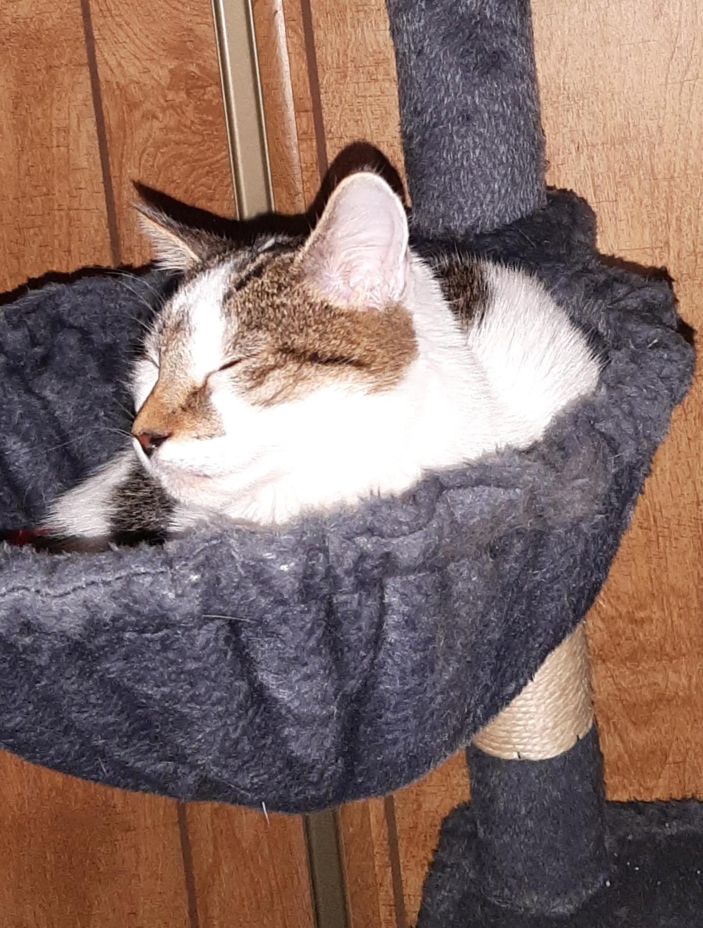 Enlarge Gwenny the Spunky Little Explorer, a ADOPTABLE Tuxedo in Prescott, AZ image 3/5