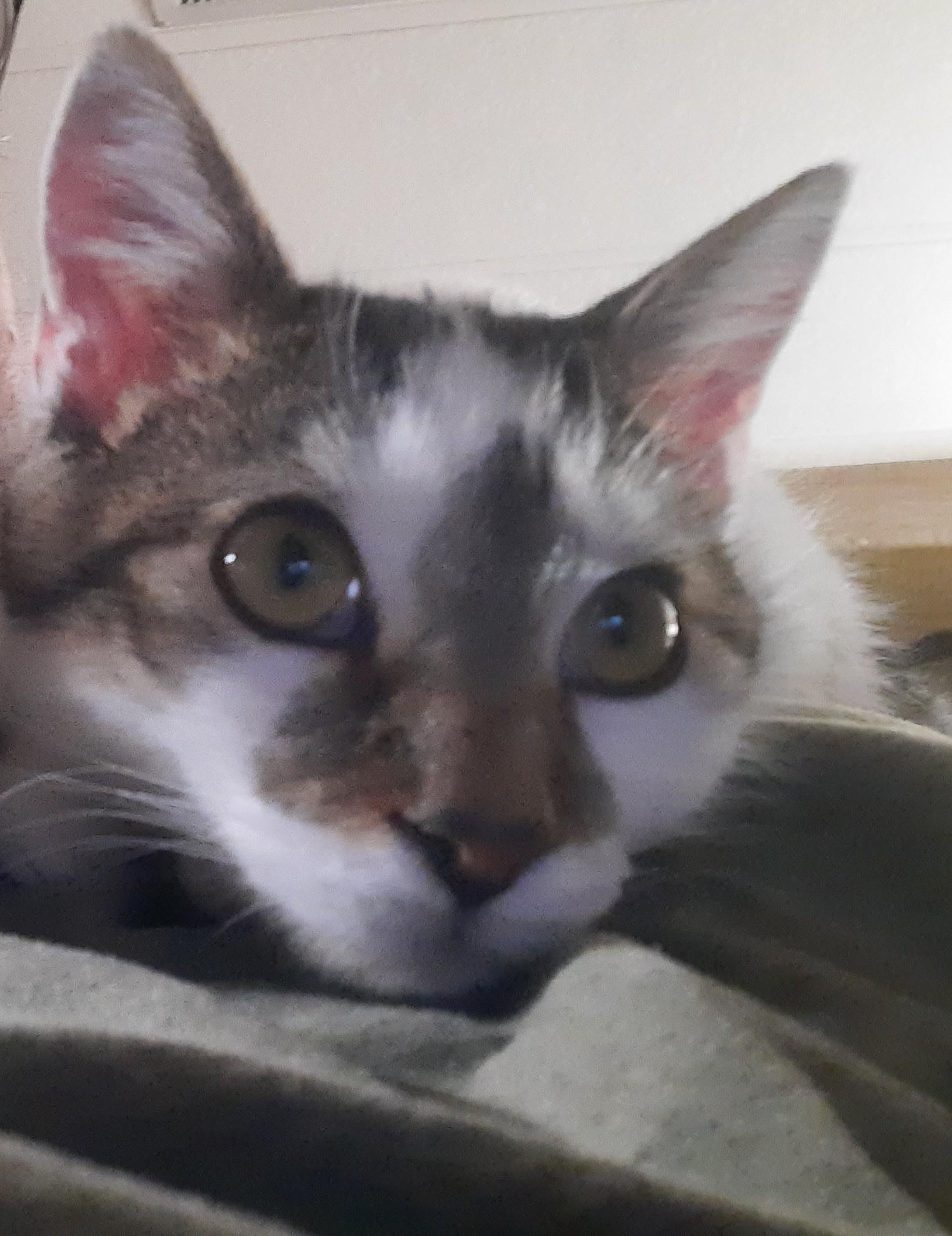 Gwenny the Spunky Little Explorer, ADOPTABLE, Young Female Tuxedo.