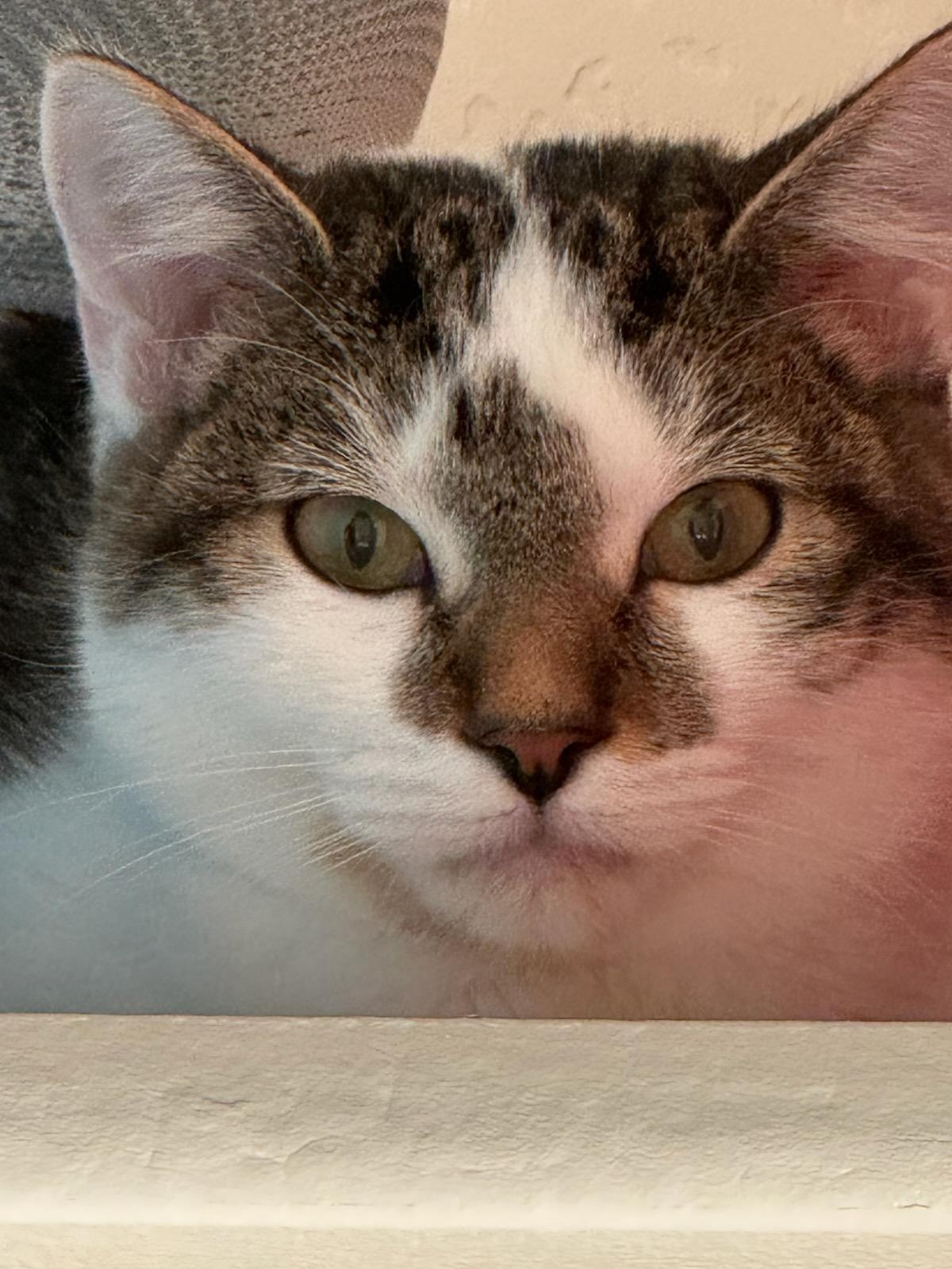 Enlarge Gwenny the Spunky Little Explorer, a ADOPTABLE Tuxedo in Prescott, AZ image 5/5