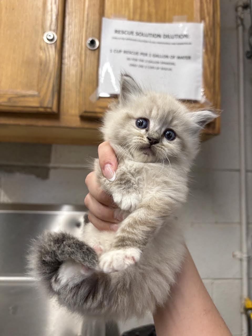 Charlotte, adopted, Young Female Siamese.