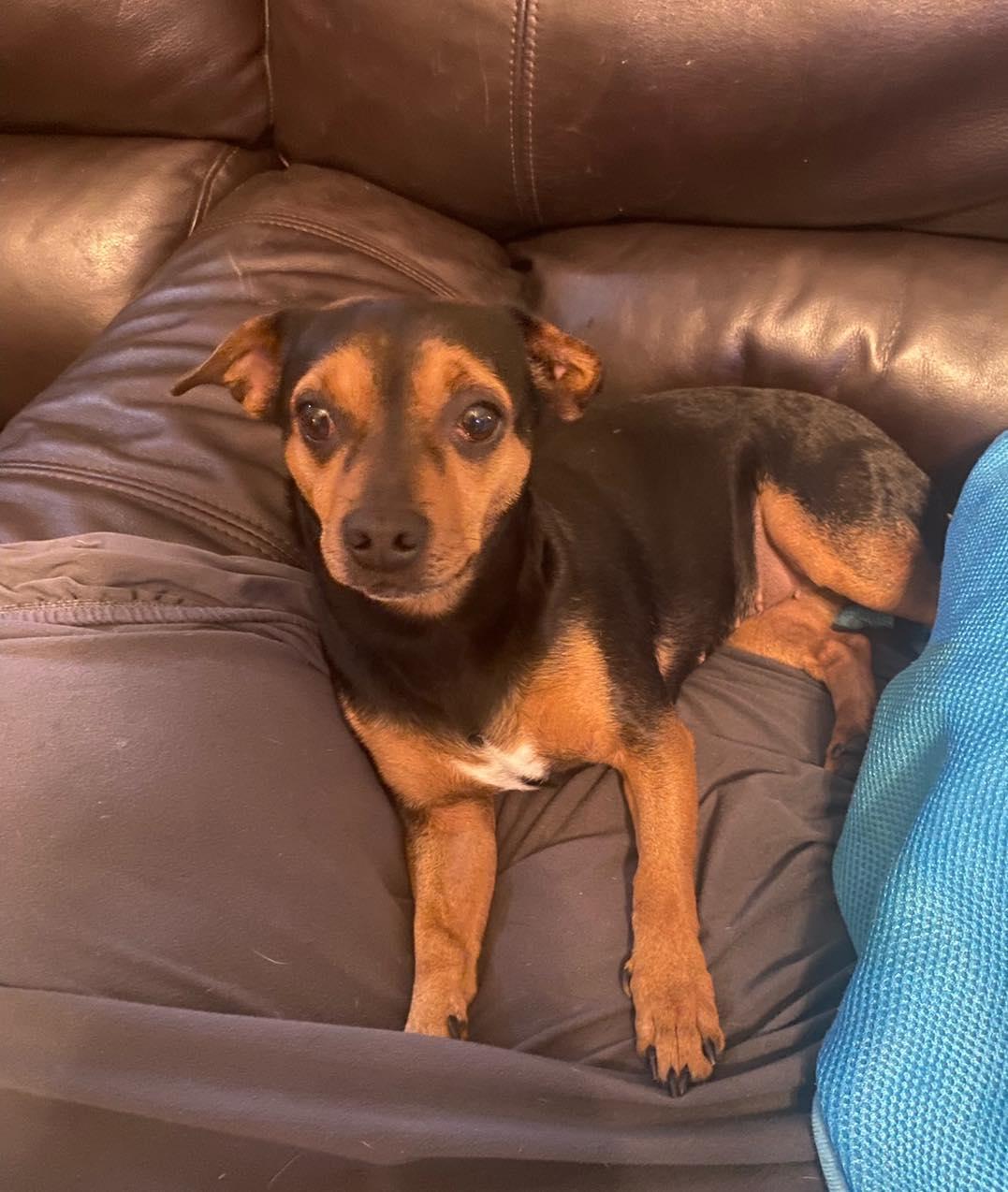 Rosie, an adoptable Chiweenie, Chihuahua in Mount Pleasant, SC, 29466 | Photo Image 2