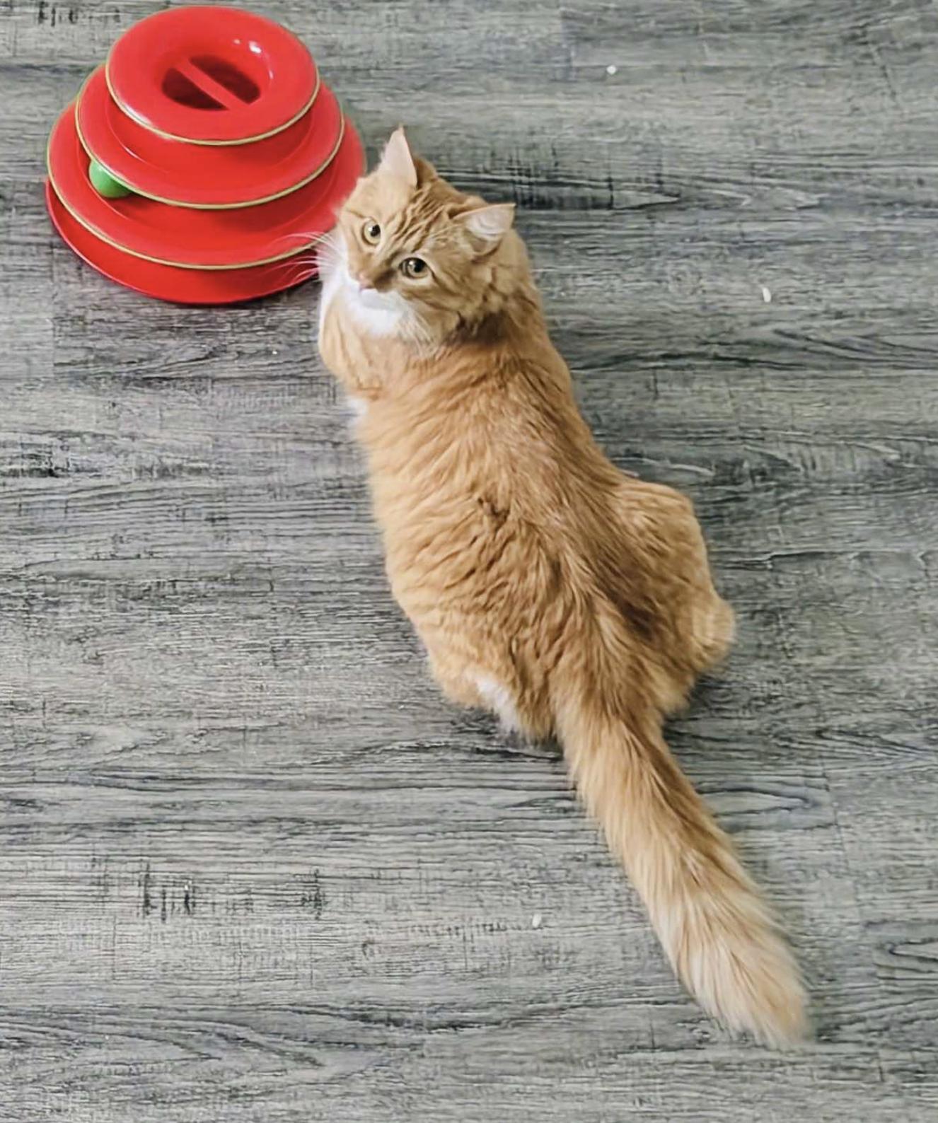 Elizabeth — thumbnail 2