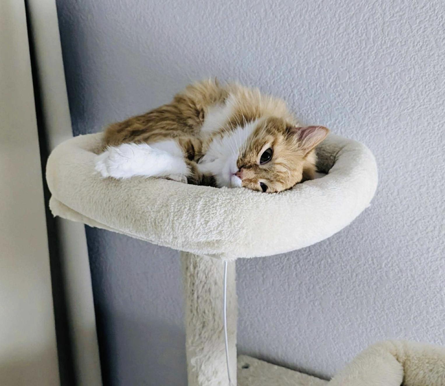 Elizabeth — thumbnail 5