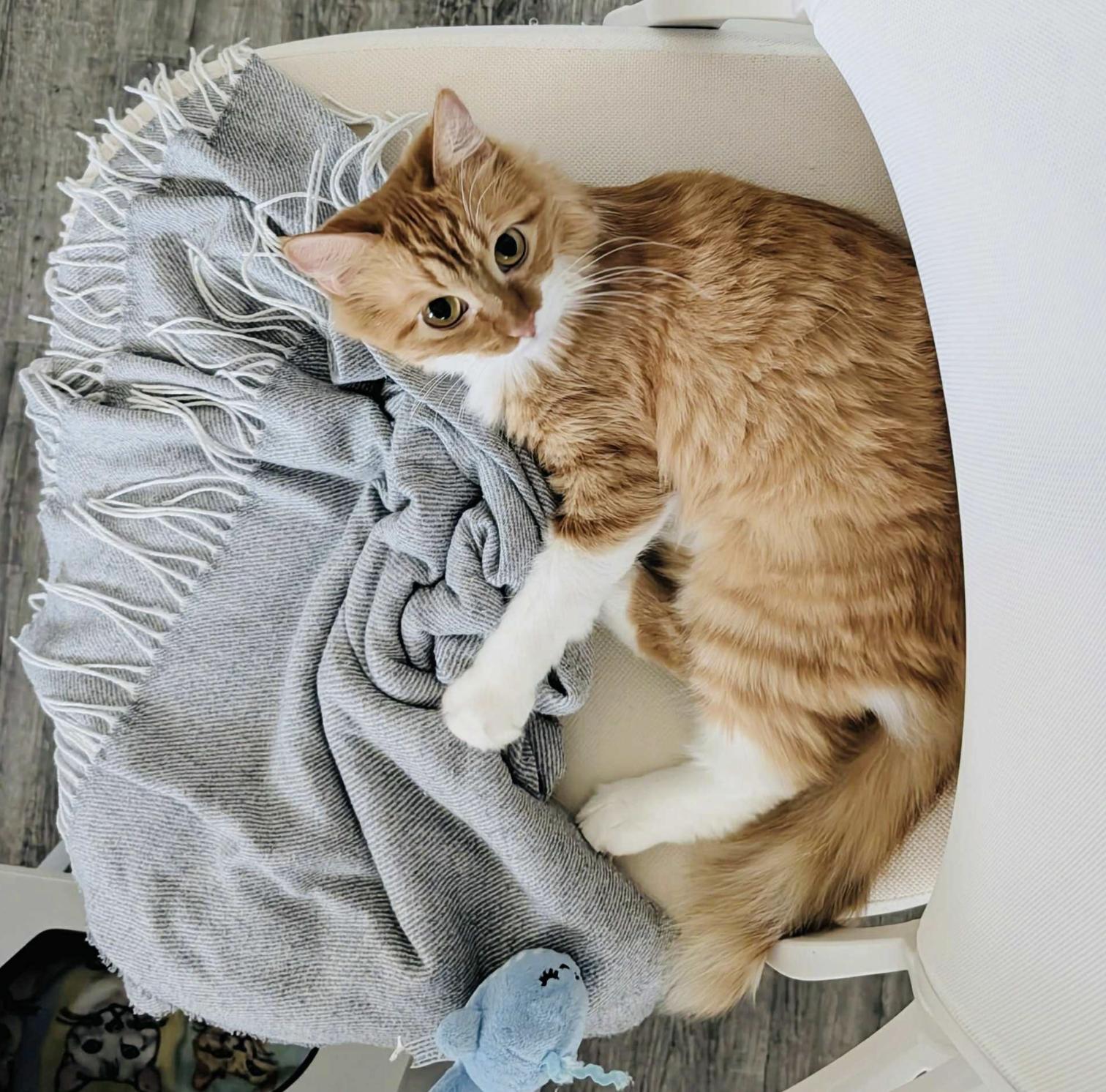 Elizabeth — thumbnail 6