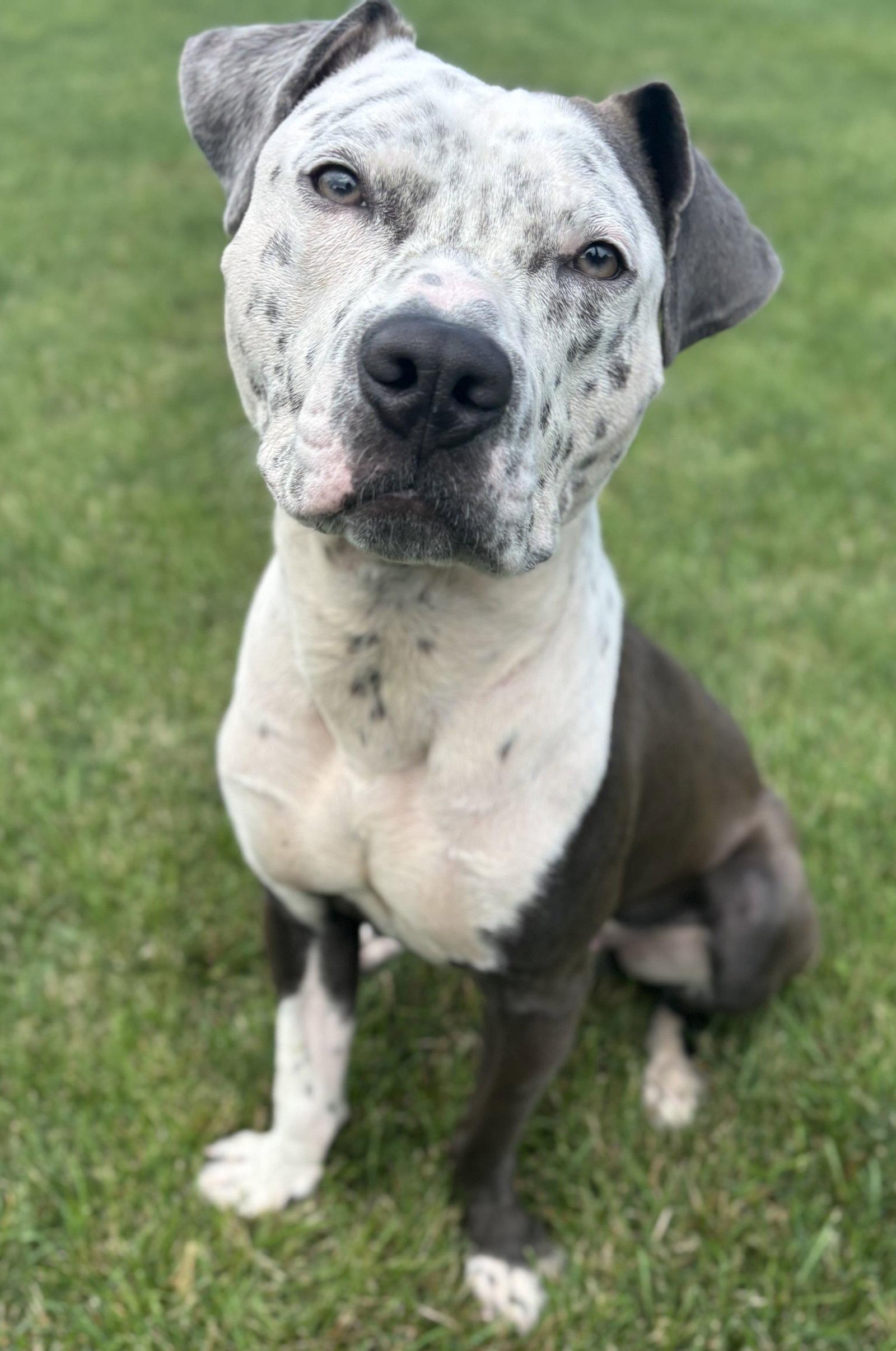 Enlarge Milo, a Adopted Pit Bull Terrier in Framingham, MA image 1/3