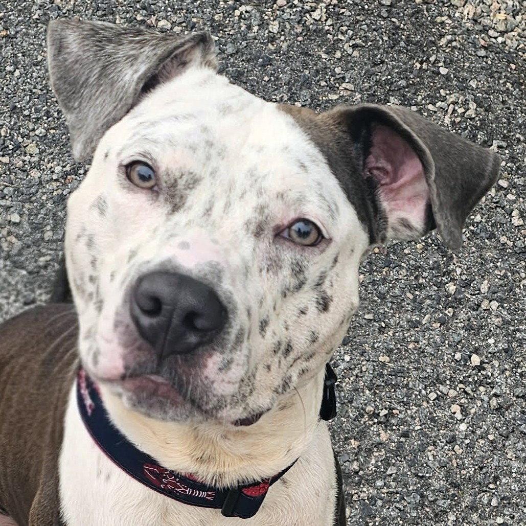 Enlarge Milo, a Adopted Pit Bull Terrier in Framingham, MA image 2/3