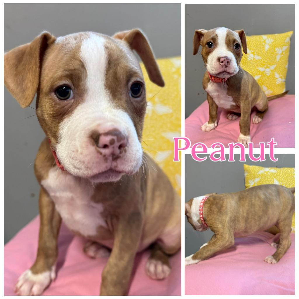 Peanut, Adoptable, Puppy Female Mixed Breed & Pit Bull Terrier.