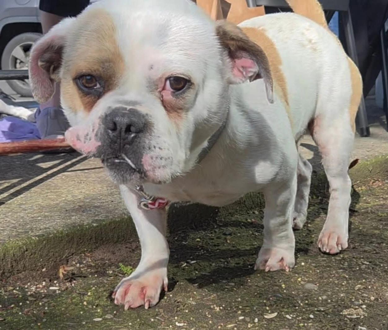 Lucky , a ADOPTABLE mixed breed in Salem, OR image 2/2