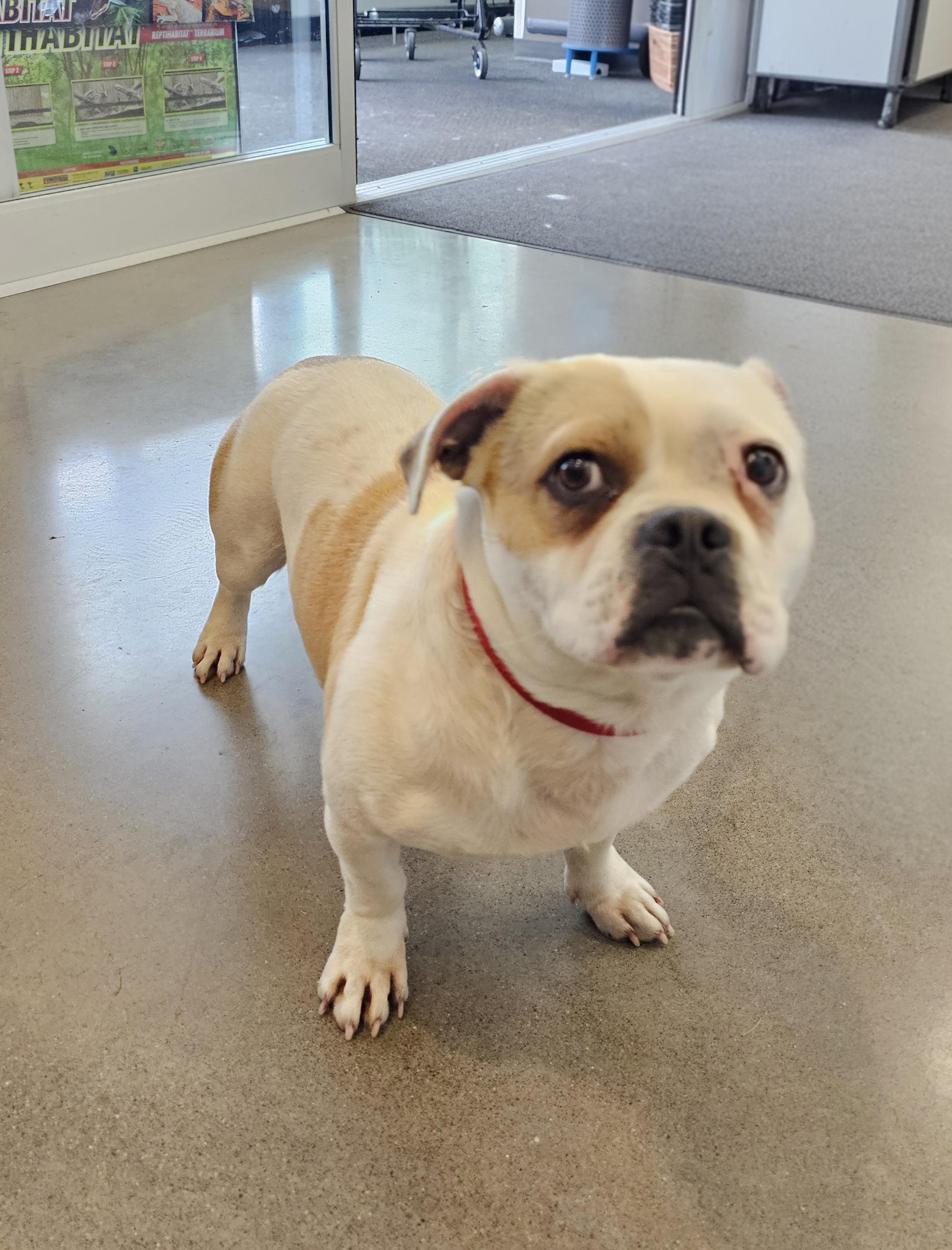 Lucky , a ADOPTABLE mixed breed in Salem, OR image 1/2