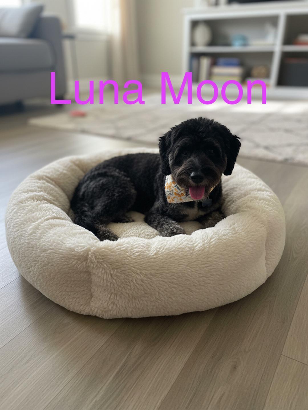 Luna Moon, an adopted Aussiedoodle in Louisville, KY image 2/3
