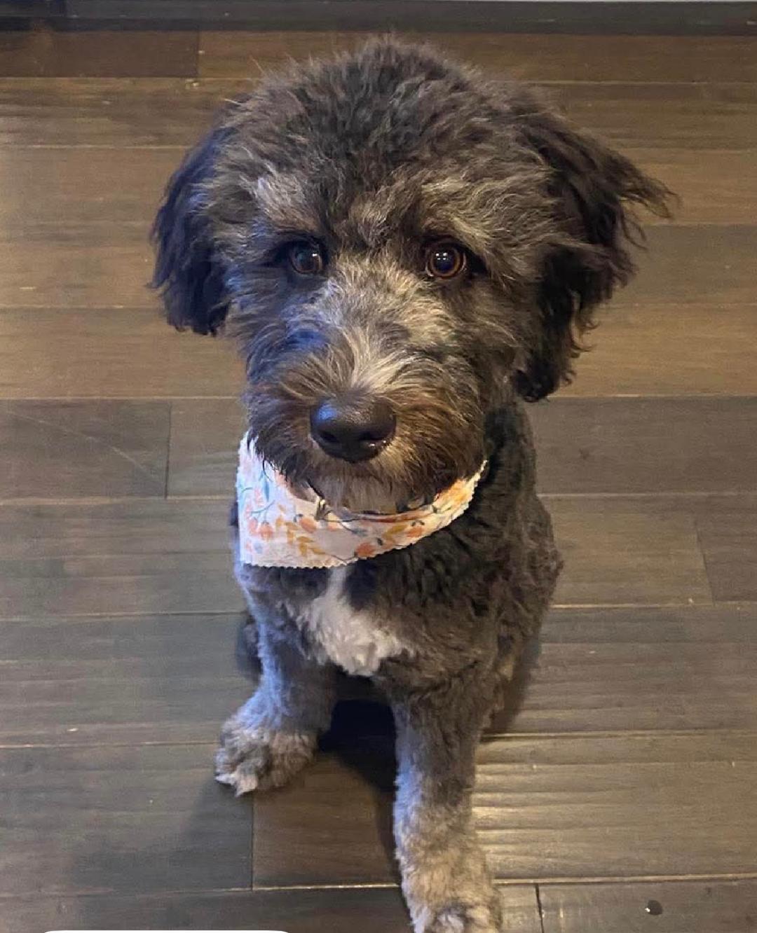 Luna Moon, an adopted Aussiedoodle in Louisville, KY image 1/3