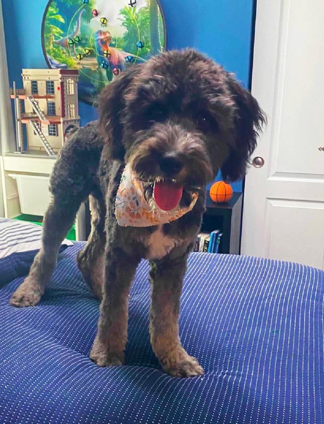Luna Moon, an adopted Aussiedoodle in Louisville, KY image 3/3