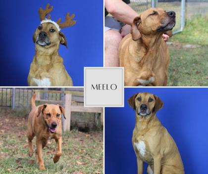 Schmidt/Meelo, Adoptable, Puppy Male Mixed Breed & Mixed Breed.