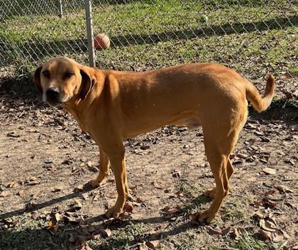 Schmidt/Meelo, Adoptable, Puppy Male Mixed Breed & Mixed Breed.