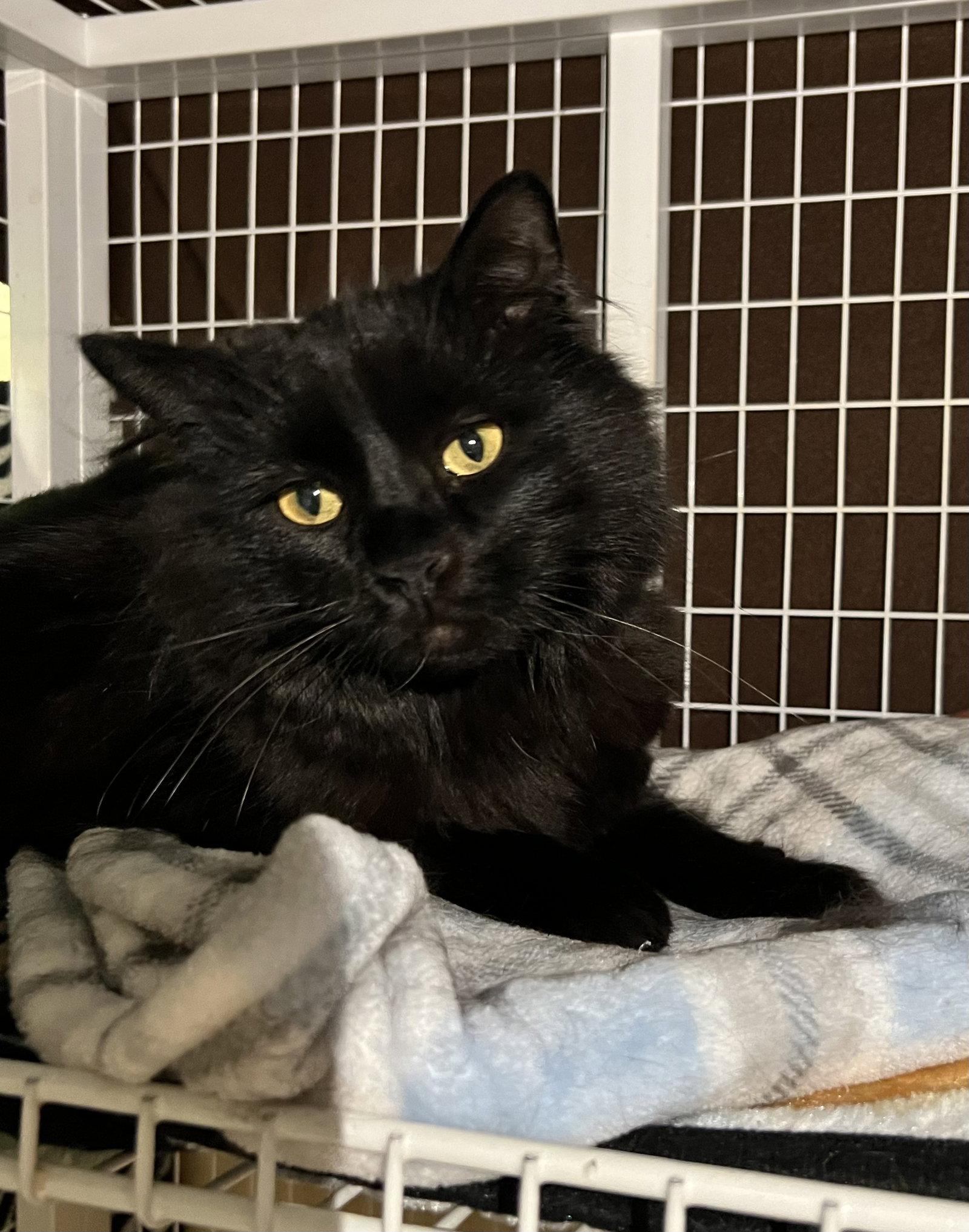 Tobias, Adoptable, Young Male Domestic Long Hair.