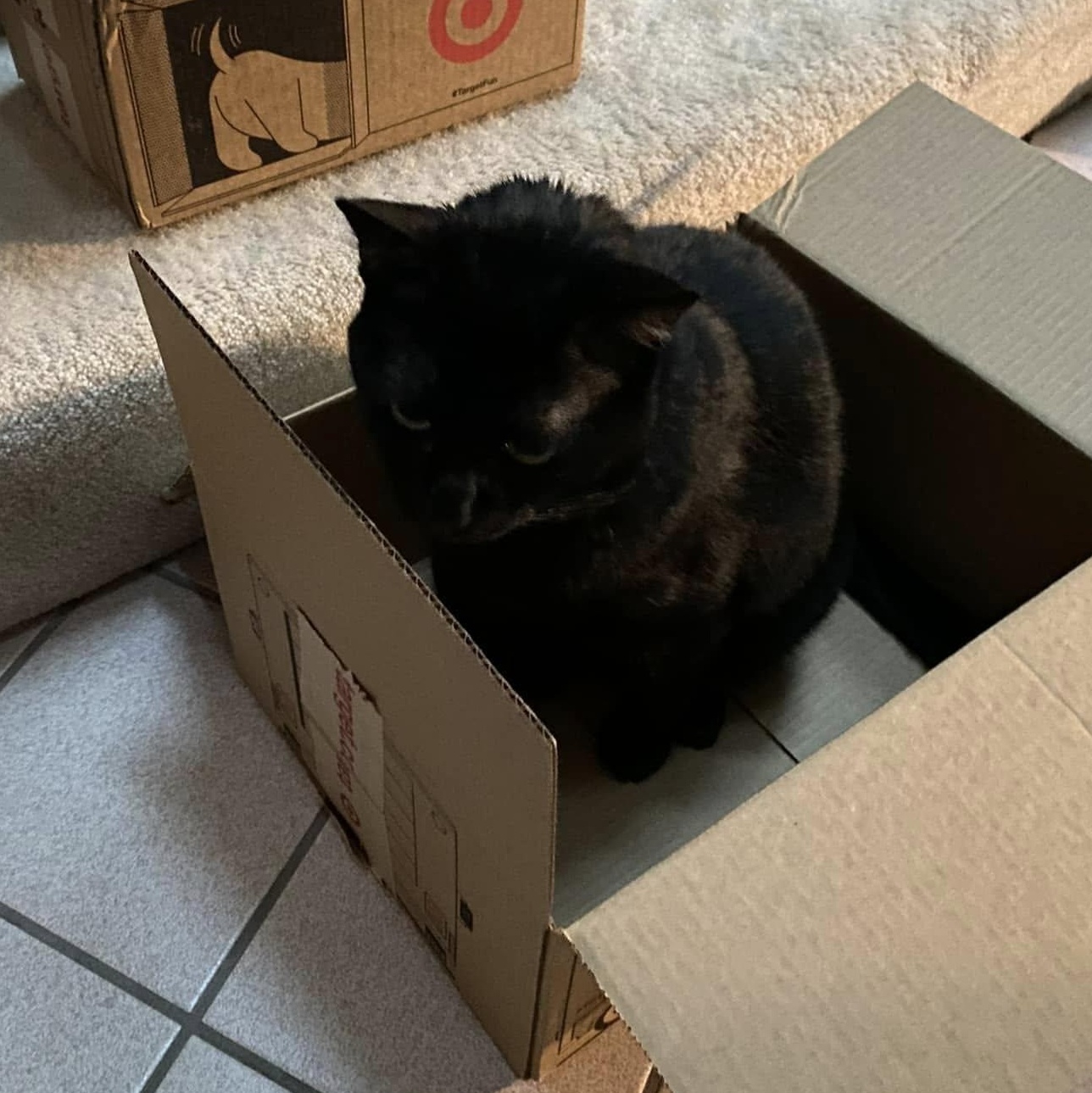 Onyx, a Adoptable Domestic Short Hair in Portland, OR image 2/3