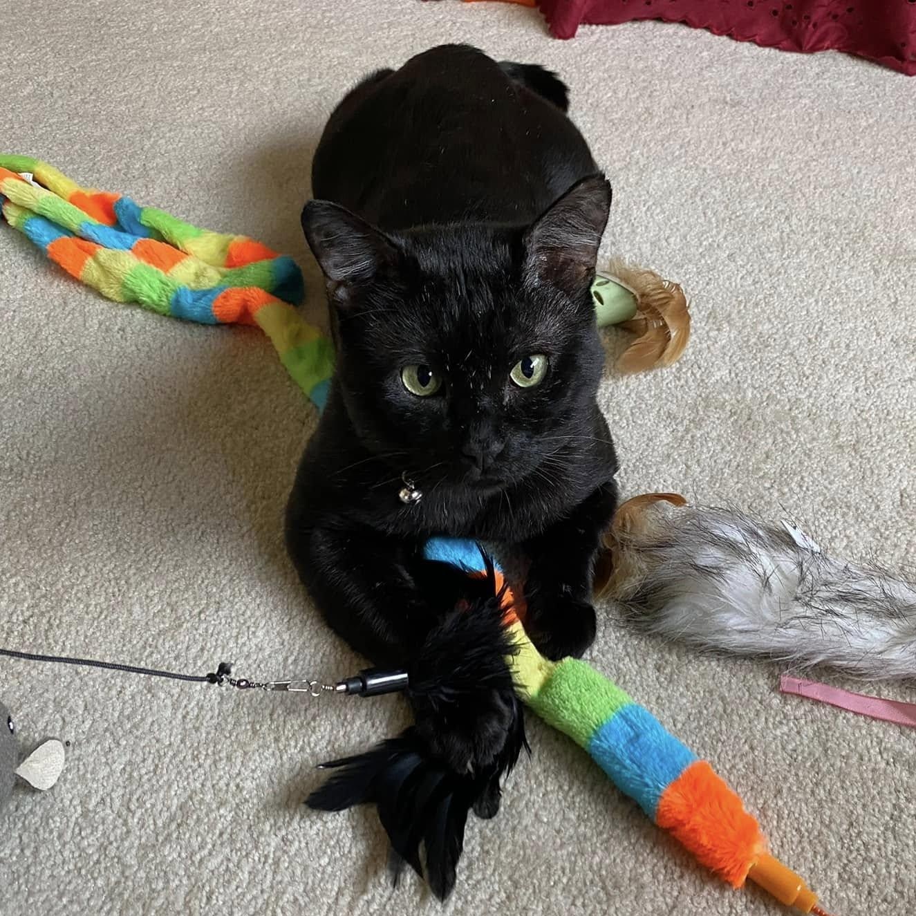 Onyx, a Adoptable Domestic Short Hair in Portland, OR image 1/3