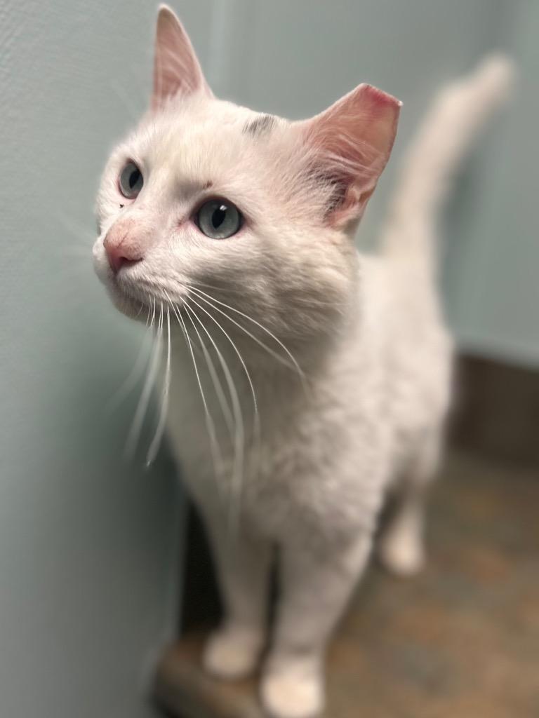 Cam, adopted, Adult Male Domestic Long Hair.