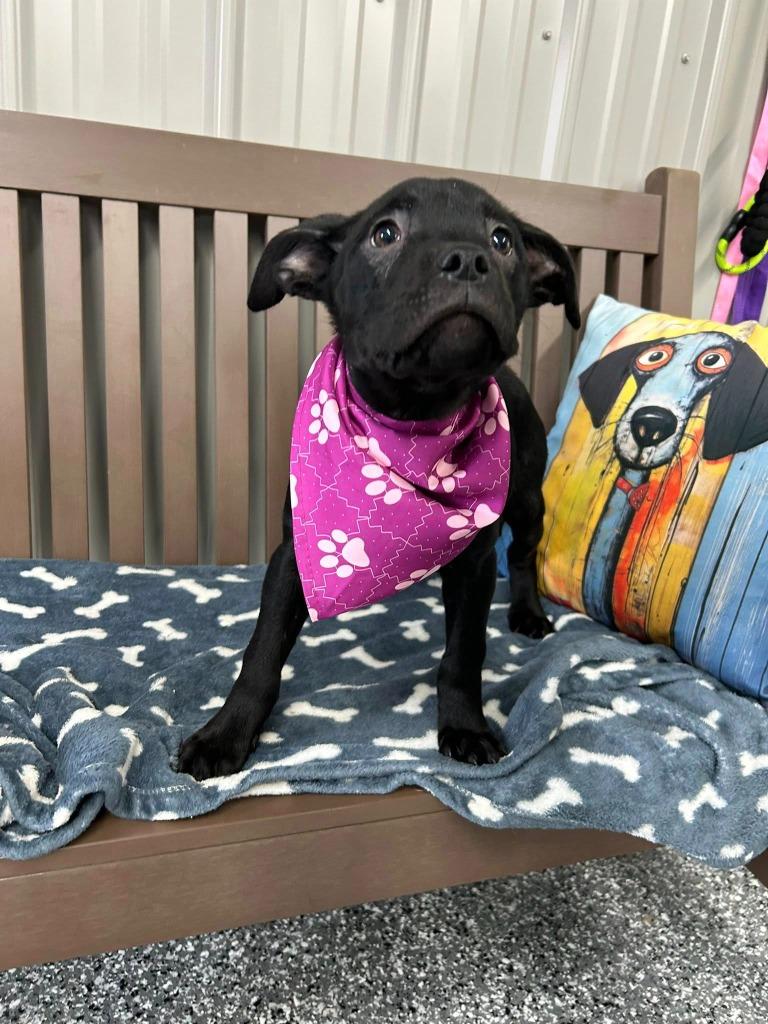 Enlarge Cookie, a Adoptable mixed breed in North Syracuse, NY image 1/6