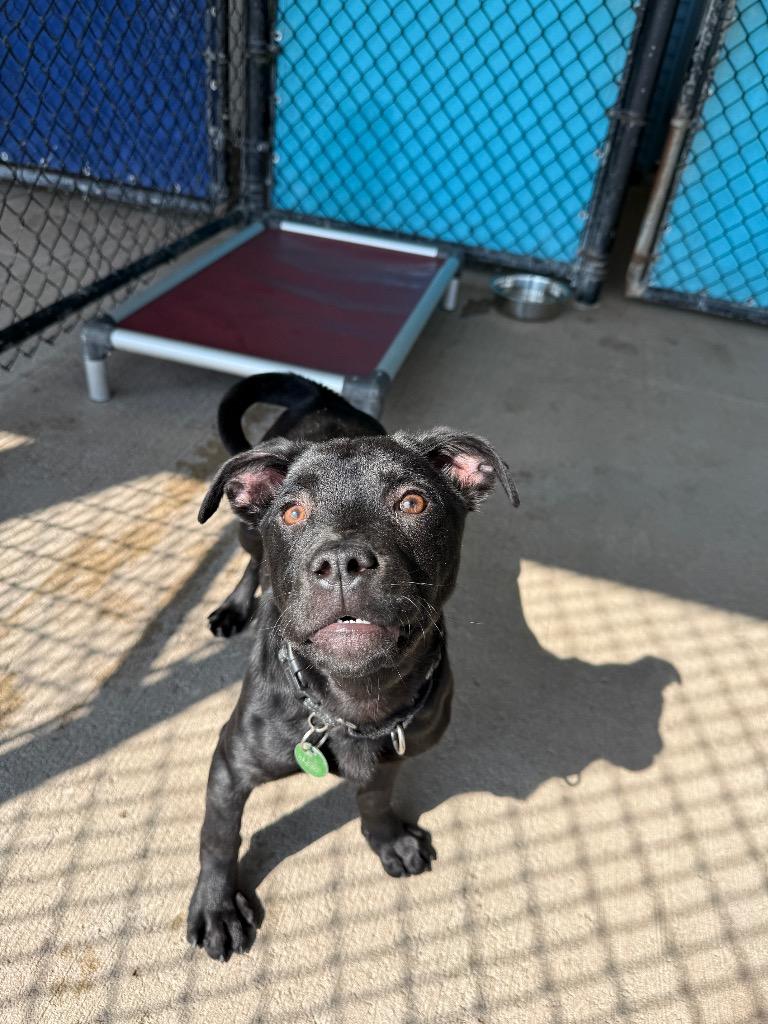 Enlarge Cookie, a Adoptable mixed breed in North Syracuse, NY image 2/6