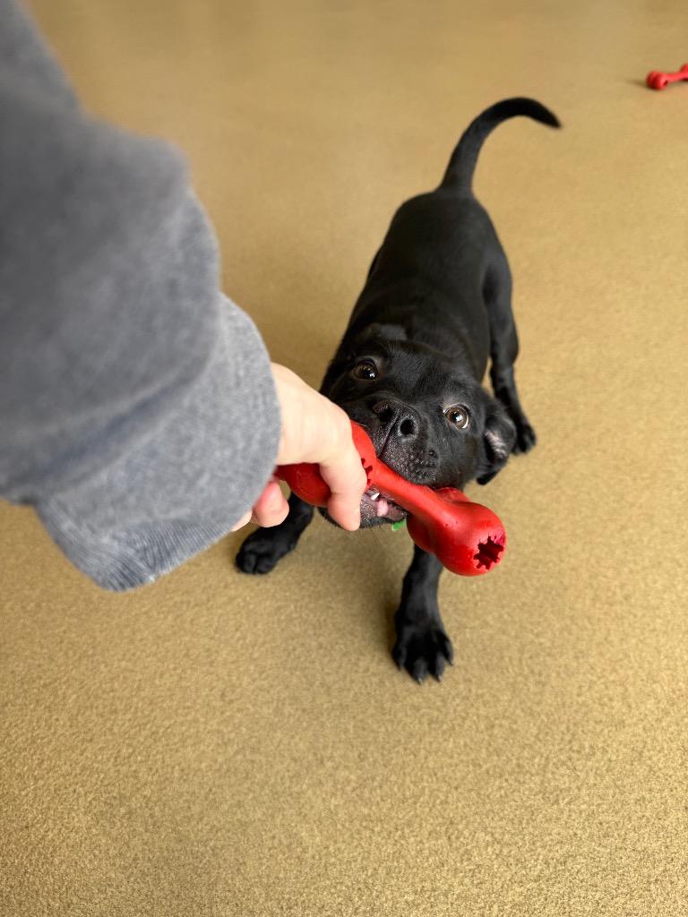 Enlarge Cookie, a Adoptable mixed breed in North Syracuse, NY image 3/6