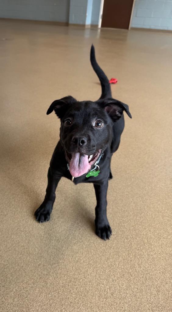 Enlarge Cookie, a Adoptable mixed breed in North Syracuse, NY image 4/6