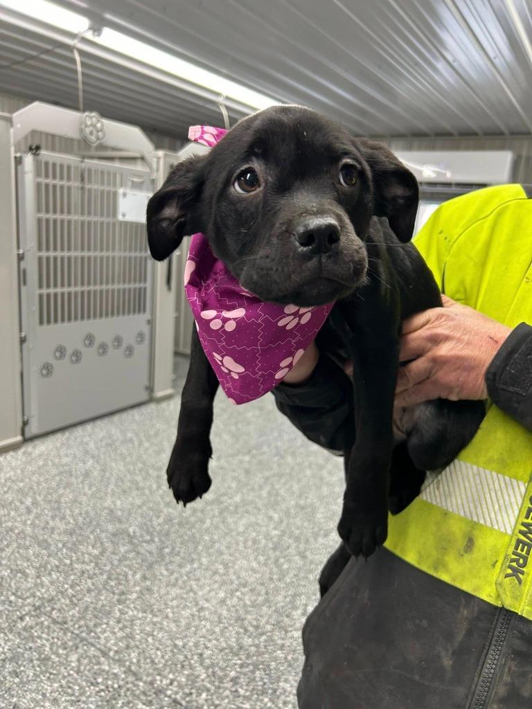 Enlarge Cookie, a Adoptable mixed breed in North Syracuse, NY image 5/6