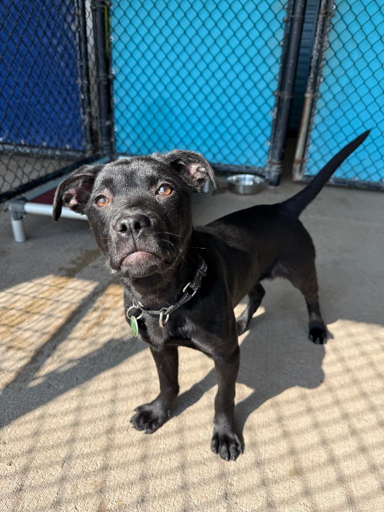 Enlarge Cookie, a Adoptable mixed breed in North Syracuse, NY image 6/6