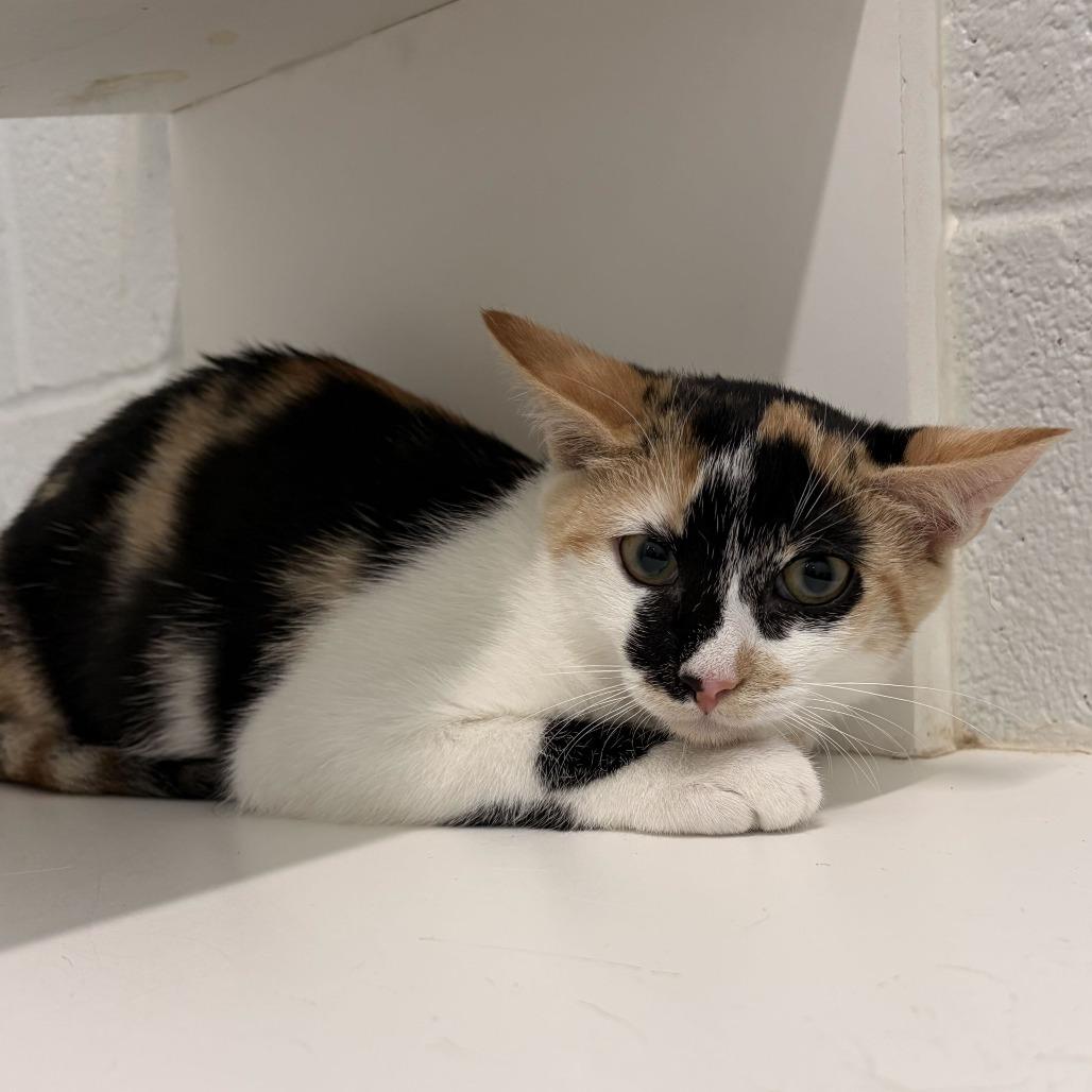 Maizie, Adoptable, Kitten Female Domestic Short Hair.