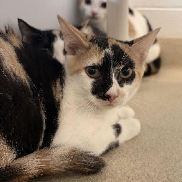 Enlarge Maizie, a Adoptable Domestic Short Hair in Marshall, VA image 2/2