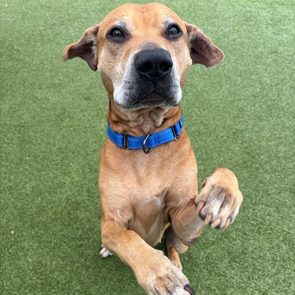 Paws, Adoptable, Senior Male Mixed Breed.