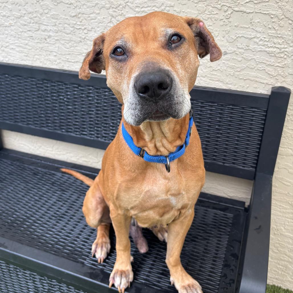 Enlarge Paws, a Adoptable Mixed Breed in Titusville, FL image 2/2