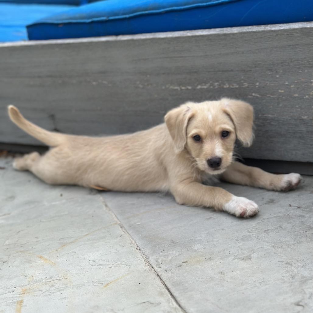 Rhino, Adoptable, Puppy Male Terrier.