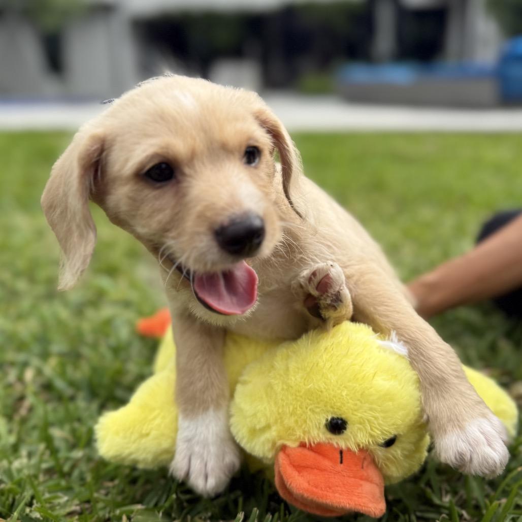 Enlarge Rhino, a Adoptable mixed breed in Houston, TX image 2/5