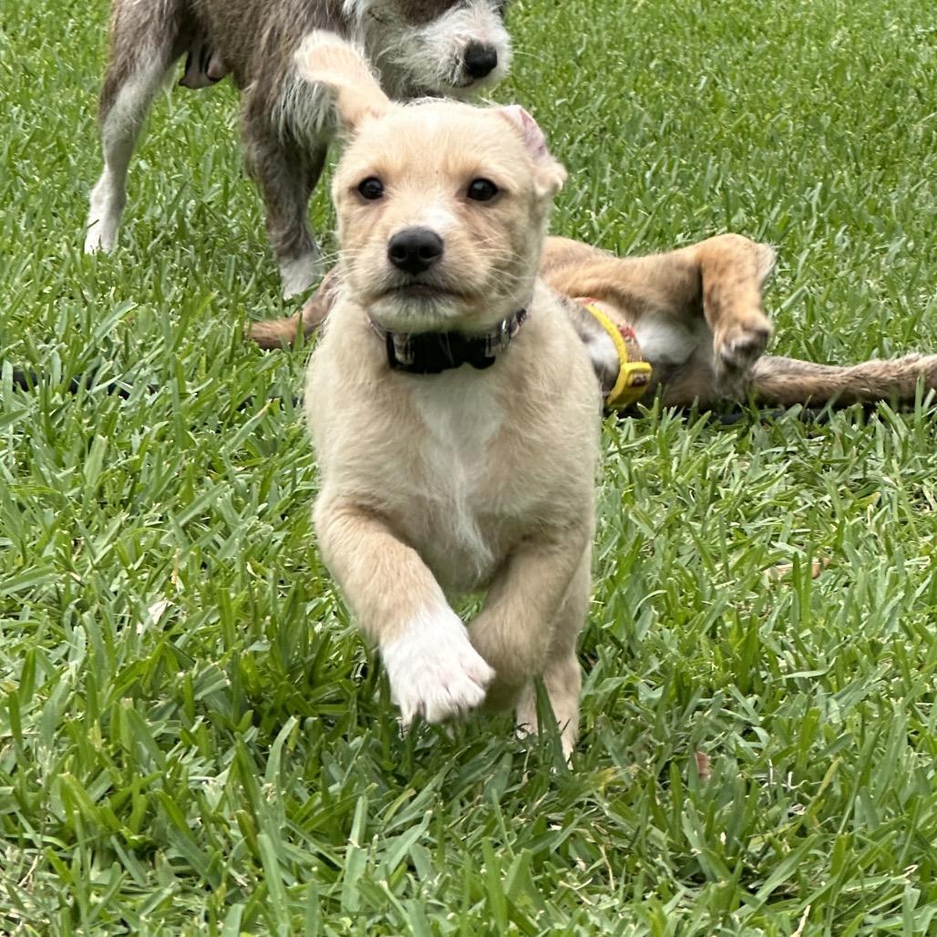 Enlarge Rhino, a Adoptable mixed breed in Houston, TX image 3/5