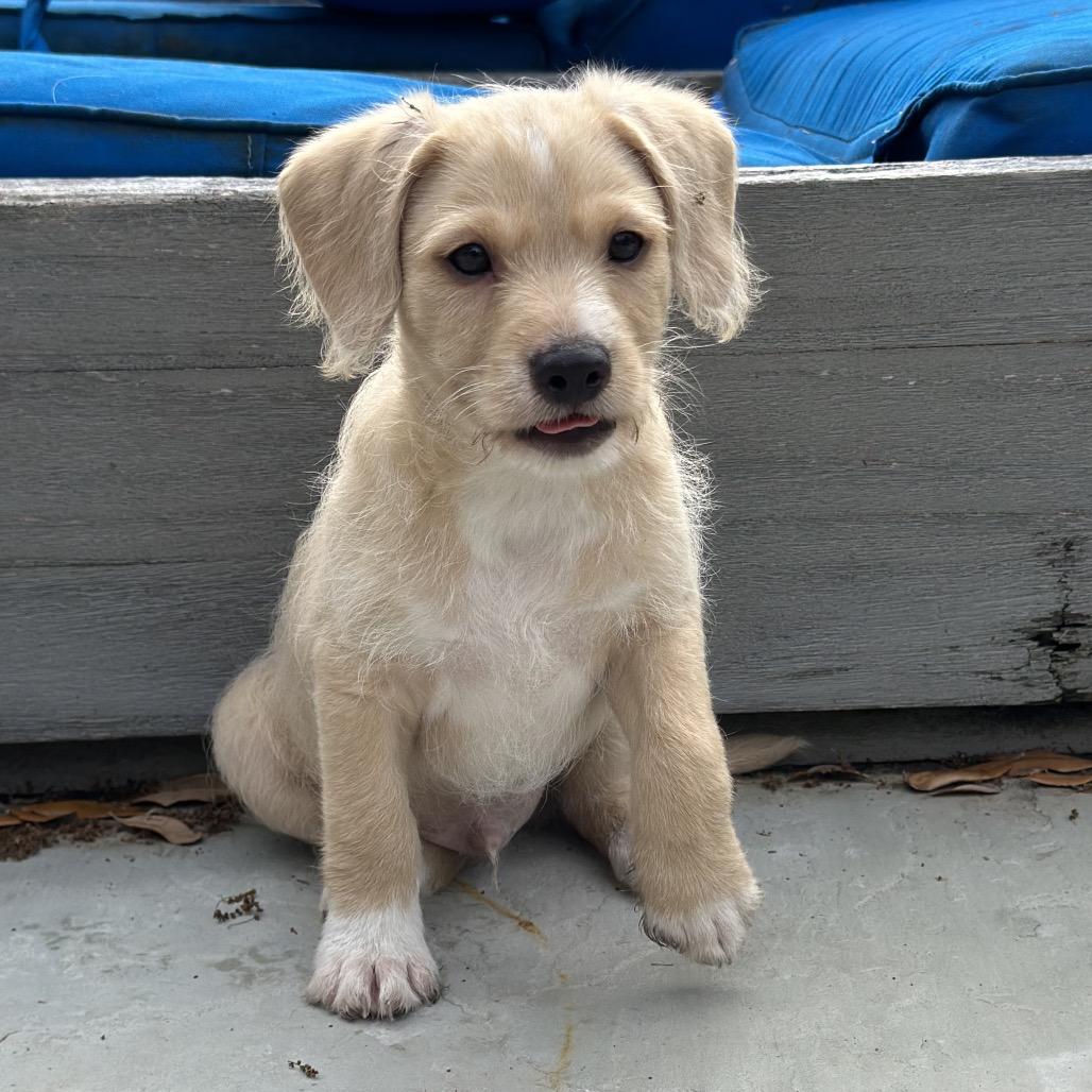 Enlarge Rhino, a Adoptable mixed breed in Houston, TX image 4/5