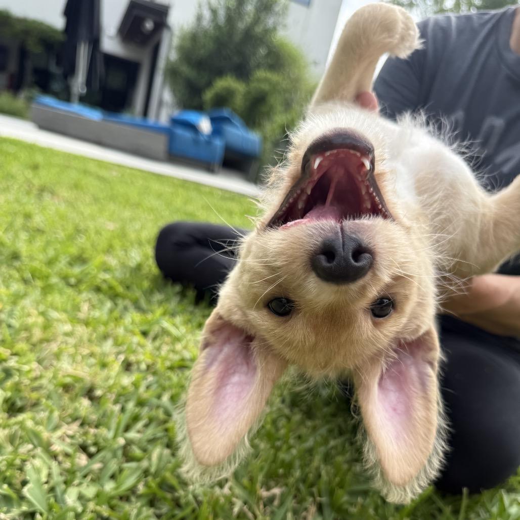 Enlarge Rhino, a Adoptable mixed breed in Houston, TX image 5/5