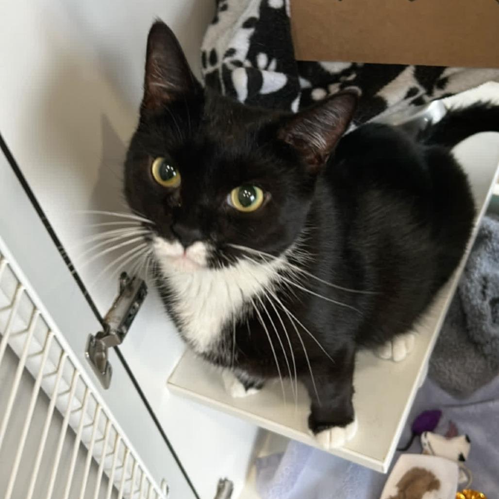 Enlarge Lady Lemonpepper, a Adoptable Domestic Short Hair in Oak Park, IL image 1/6