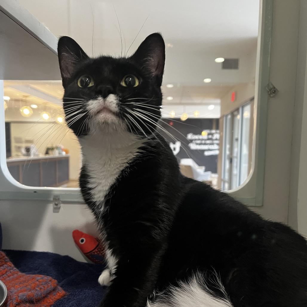 Enlarge Lady Lemonpepper, a Adoptable Domestic Short Hair in Oak Park, IL image 2/6