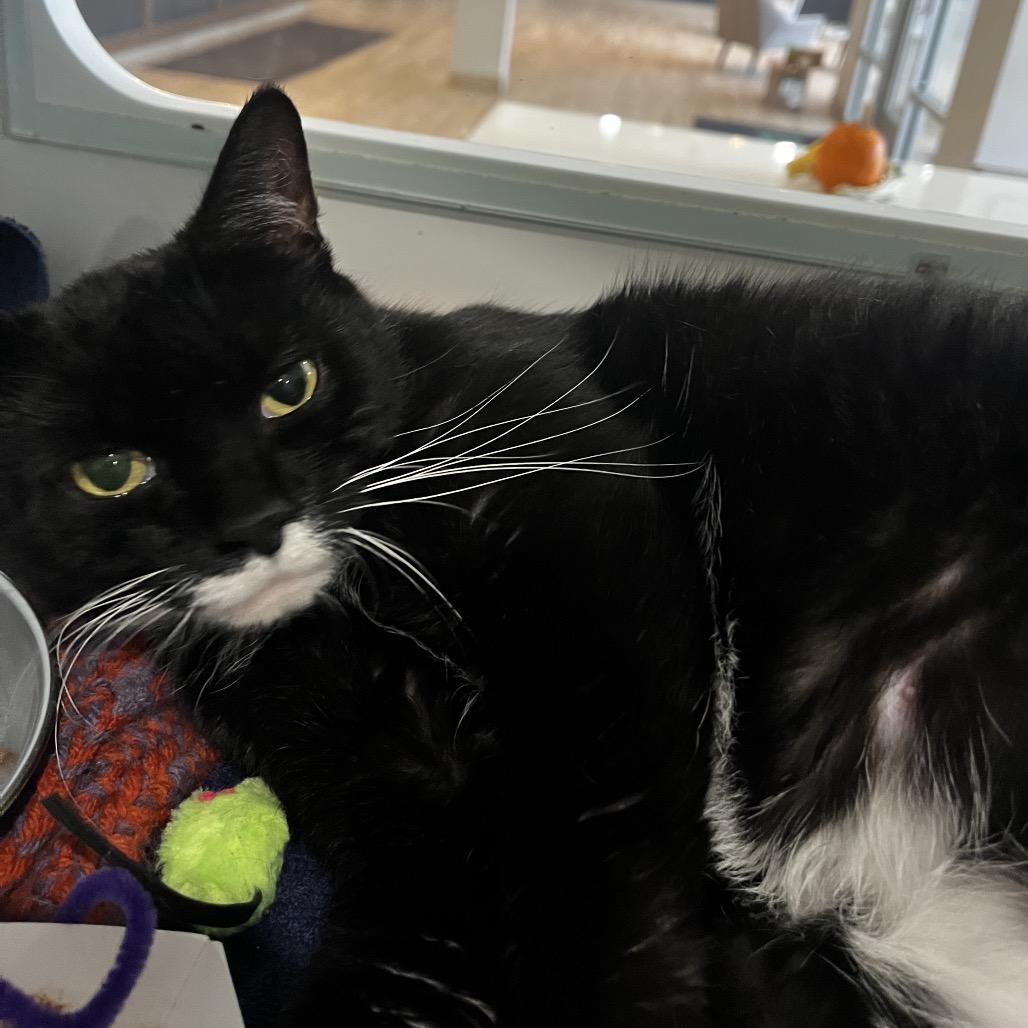 Enlarge Lady Lemonpepper, a Adoptable Domestic Short Hair in Oak Park, IL image 3/6