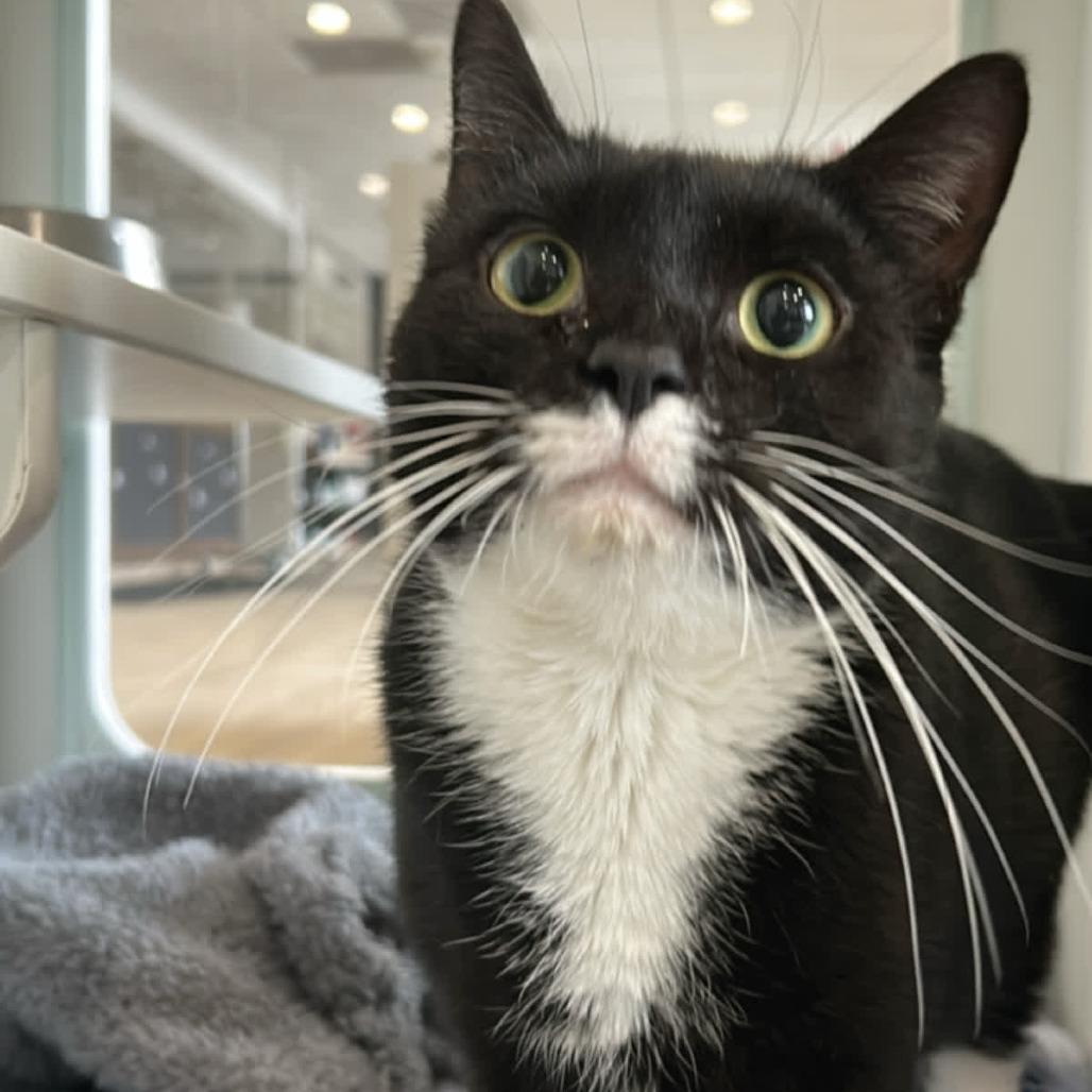 Enlarge Lady Lemonpepper, a Adoptable Domestic Short Hair in Oak Park, IL image 4/6