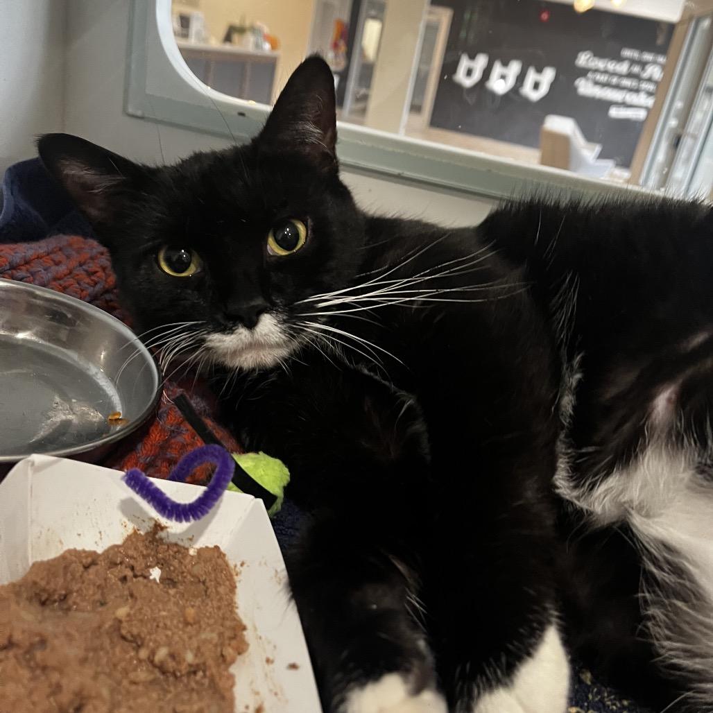 Enlarge Lady Lemonpepper, a Adoptable Domestic Short Hair in Oak Park, IL image 5/6