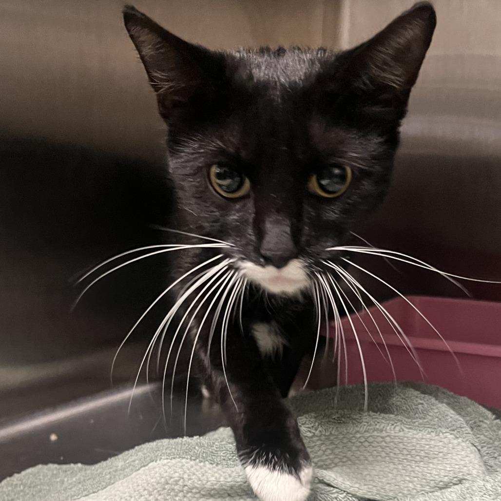 Enlarge Lady Lemonpepper, a Adoptable Domestic Short Hair in Oak Park, IL image 6/6