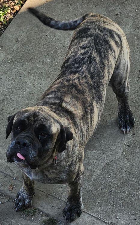 Marshall, Adult Male unknown