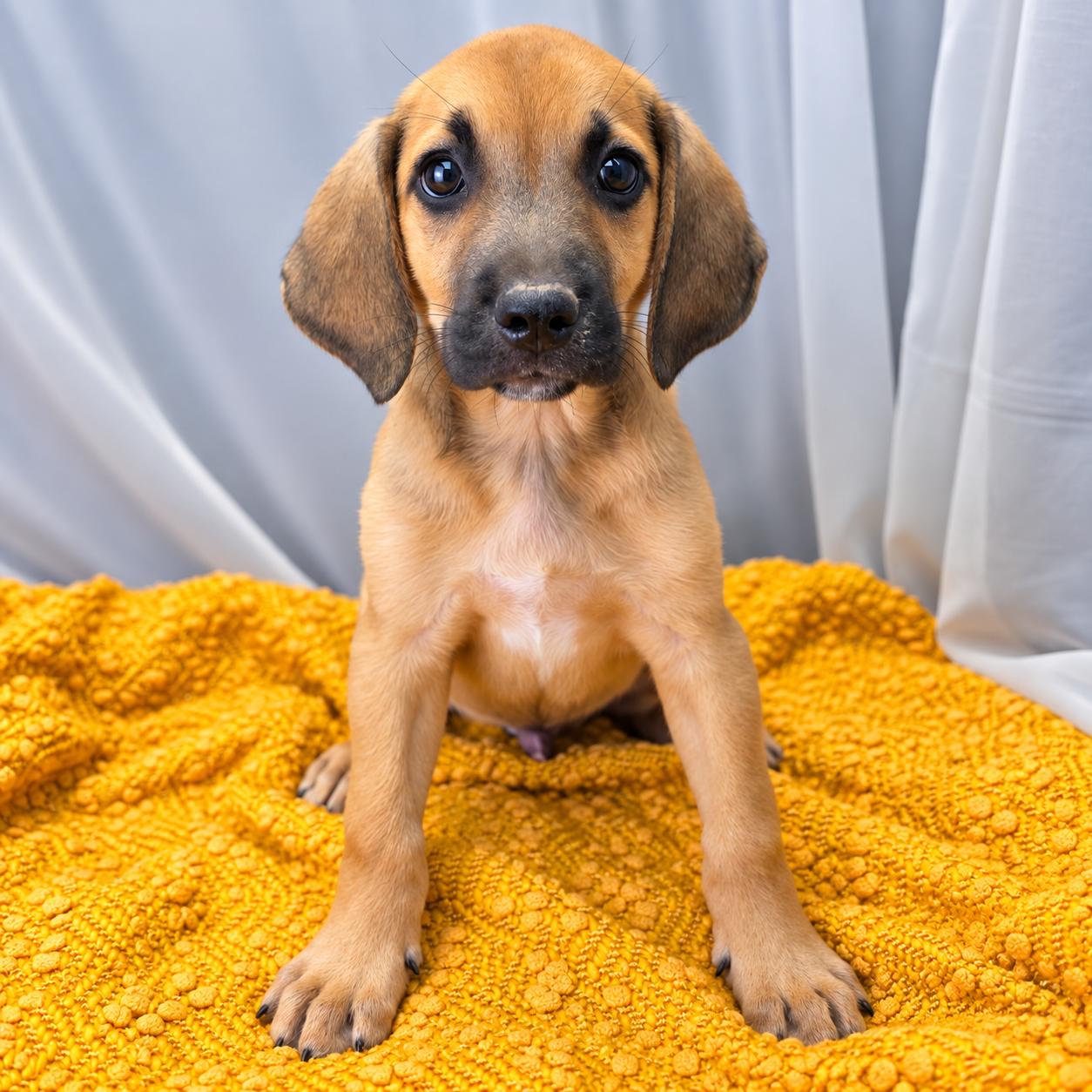 Enlarge Alfonso, a Adoptable mixed breed in Jackson, MI image 6/6