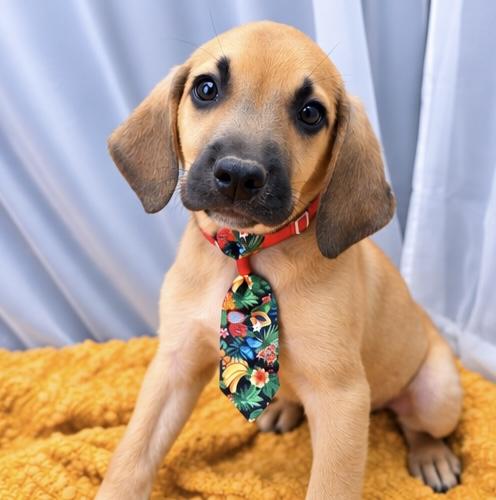 Alfonso, Adoptable, Puppy Male Hound & Beagle.